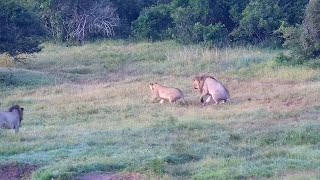 Male Lion Catches Lioness With His Brother