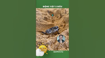 Động vật có 2 đầu