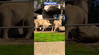 San Diego Zoo Safari Park Elephants #sandiego #safari #zoo #california #wildlife #elephant #babies