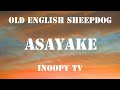 "ASAYAKE"Old English Sheepdog【ASAYAKEの中で】オールド イングリッシュ シープドッグ