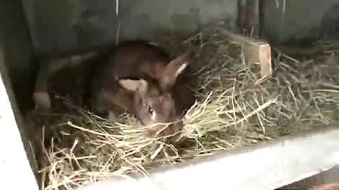 Sabine la lapine de matre Eric prpare le nid pour ...