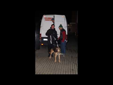 Video: The Herrelösa Hundar Från Silver Case