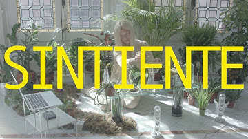 Performance Documentada Sintiente ( Version 1 )