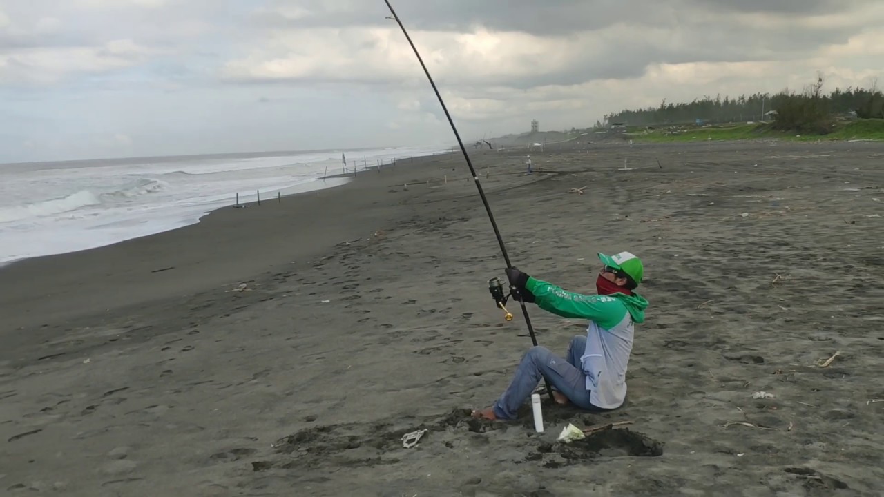 Mancing Pasiran - Ikan Cobia / Gabus Laut