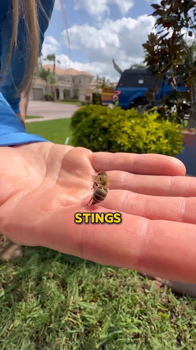 Ouch! Honey bee stings😱