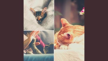 Pulsating Backdrops for Nocturnal Cats