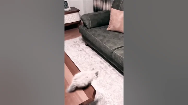 Watch the video about Kitten Funny Jump #shorts #short #cat #cats #kittens #kittten #animal #viralvideo #viral #cute #baby
