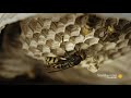 Hornet Colony Behavior and Biology