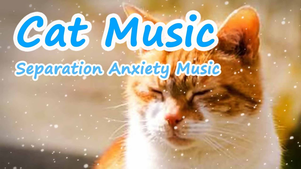 Relaxing Music for Cats with Anxiety! Deep Soothing Music for Anxious ...