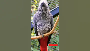 صوت الببغاء الرمادي Shorts Tiktok 