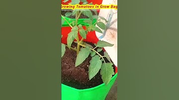 Grow tomatoes for your family with this method, you won