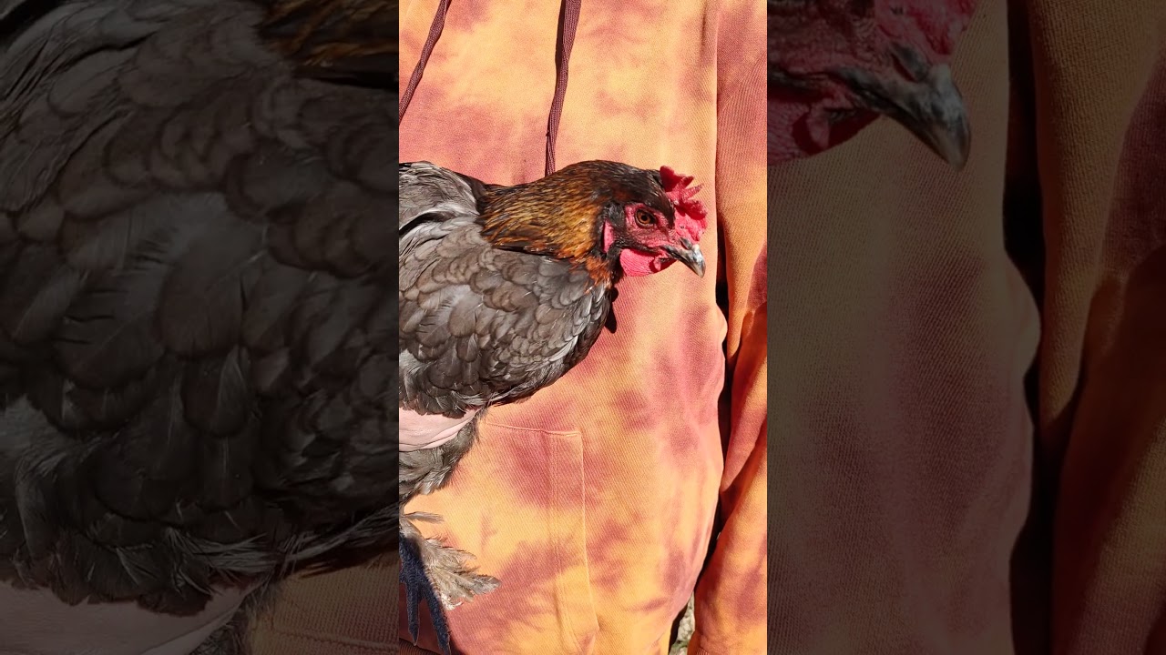 Tried introducing pretty girl