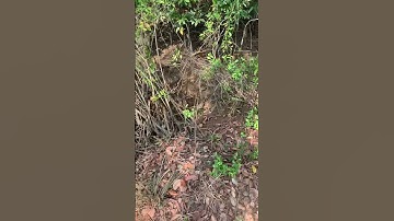 Tiun làm bảo tồn rái cá trong rừng ngập mặn mà vẫn có người gọi hỏi mua làm thú cưng tại sao?