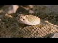 The Rattlesnake with Heat-Vision: How They "See" in the Dark