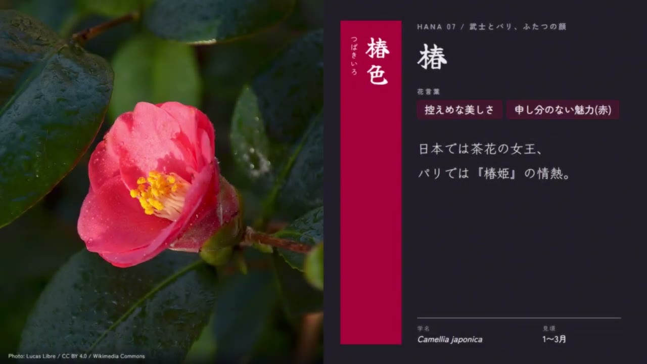 【睡眠導入】知識欲を満たそう第10回【花言葉について②】