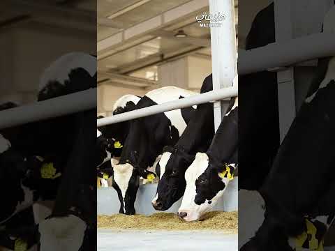 صالة المحلب الآلي لمزرعتي   