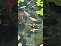 #relaxingmusic #fishphotography #fish #waterlife #koi #japanesekoi #pond