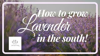 HOW TO GROW LAVENDER IN THE SOUTH!