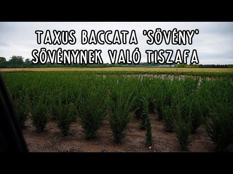 Videó: Mi az a hibrid tiszafa - Ismerje meg a Hicks tiszacserje termesztését