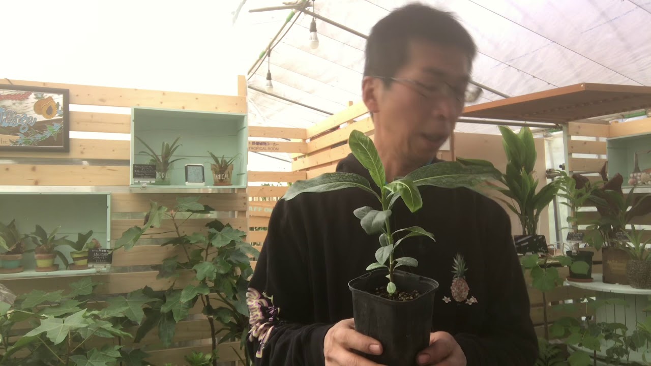 Plumeri Tv Vol 38 番外編 プルメリア以外のハワイアンプランツの冬の管理について Youtube