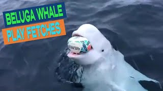 Beluga Whale playing football fetches (true fact) 🐬 by Globe Lite 83 views 1 year ago 1 minute, 18 seconds