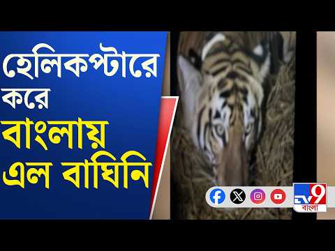 Tiger Relocation: বিশেষ ব্যবস্থায় বিহার থেকে পশ্চিমবঙ্গে আনা হল বাঘিনিকে | #TV9Cut