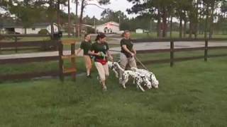 Dog Training - 101 Dalmatians The Musical
