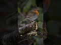 Robin red