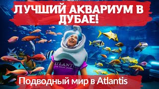 Лучший Аквариум в Дубае (Atlantis The Palm), Подводный мир 🐟 Что посмотреть в Дубае бесплатно