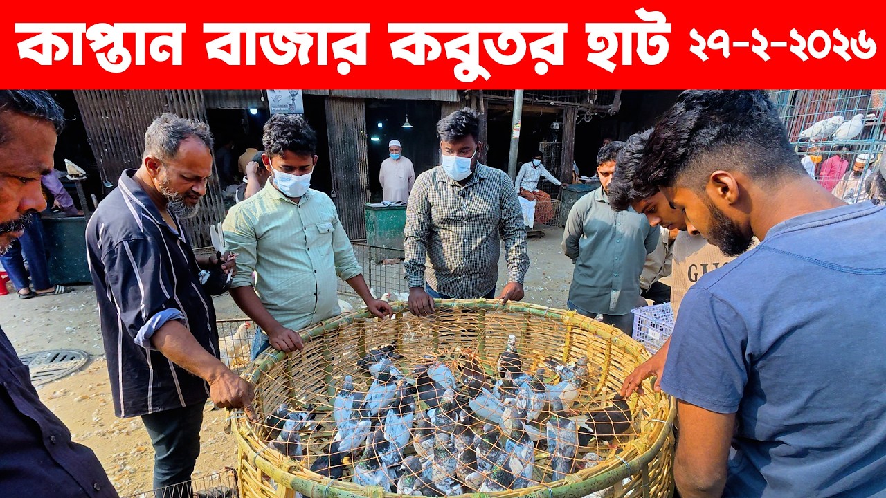 কাপ্তান বাজার কবুতর হাট ২৭-২-২০২৬ | kobutor hat 2026 | pigeon market in bd | kaptan bazar kobutor
