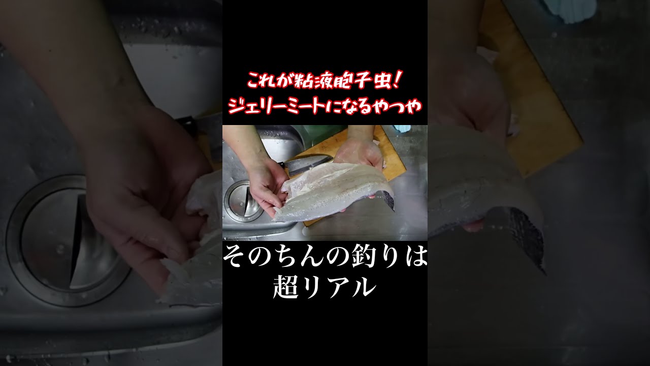 Images Of 粘液胞子虫 Japaneseclass Jp