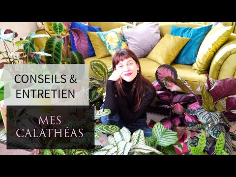 Vidéo: Comment prendre soin de calathea dottie ?