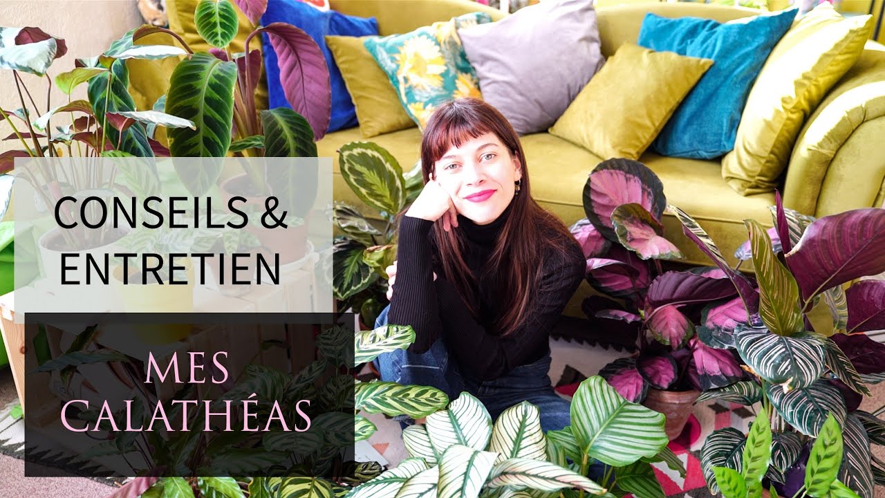 #1 COLLECTION CALATHEA : ENTRETIEN 🍃 CONSEILS