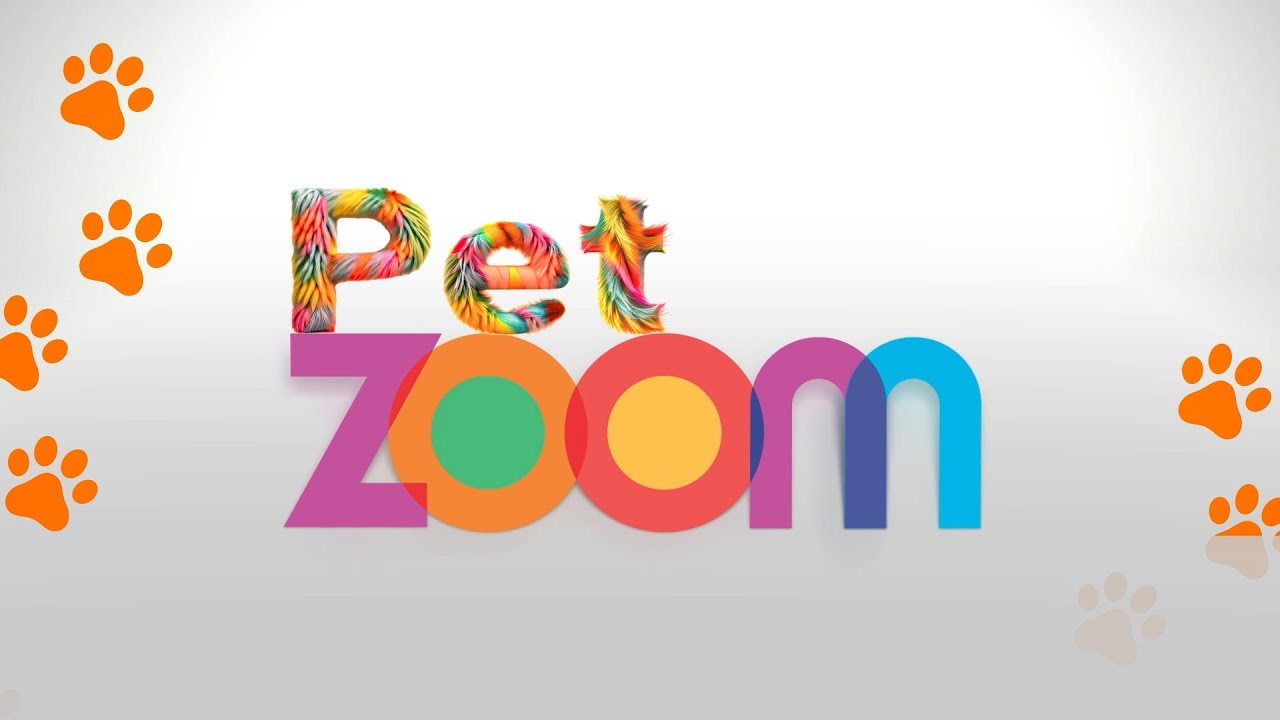 Pet Zoom | Presente de Natal: Ensaio  Fotográfico PET. Quer mobilidade? Agende com Taxi Dog