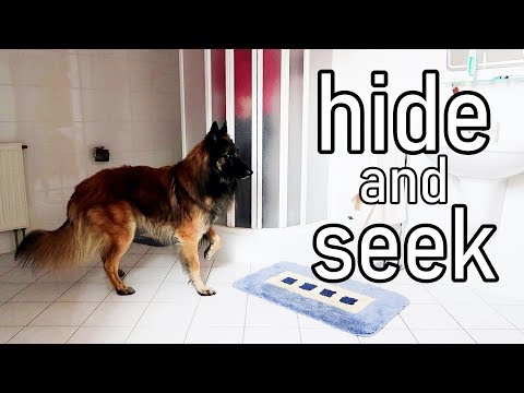 hide-and-seek-with-my-dog-|-will-he-find-me?