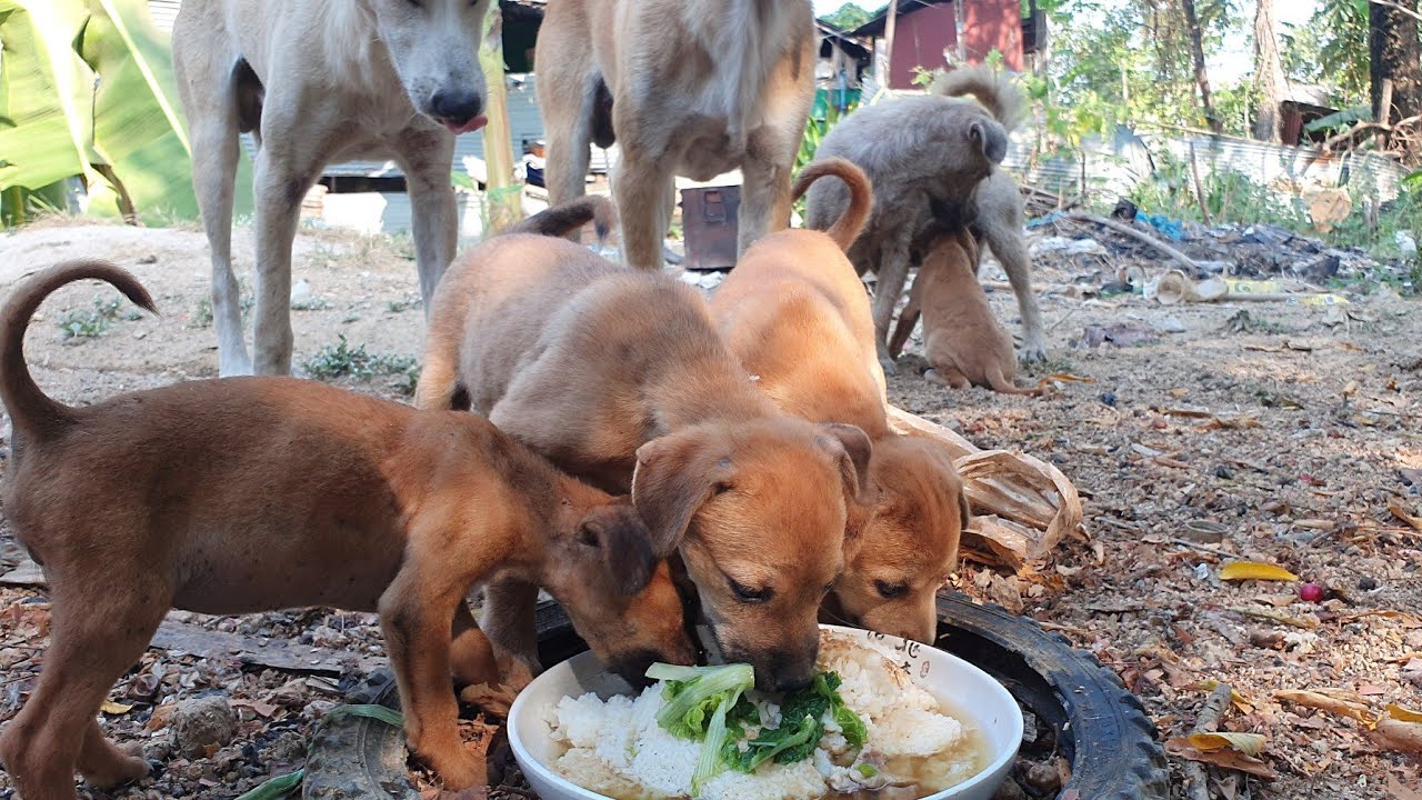 Puppies Eating Pork with vegetables and nursing YouTube