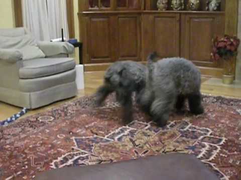 kerry blue terrier dogs 101