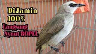 TRUCUK KEBO ROPEL NGOTOT GACOR