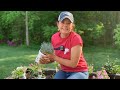 Planting Flowers in the Patio Space | Gardening with Creekside