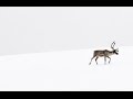 Capture de la vidéo Snowfield - Shinji Orito