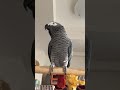 ヨウムのケイ おしゃべり 「病院行ったね！ いい子だったね！」