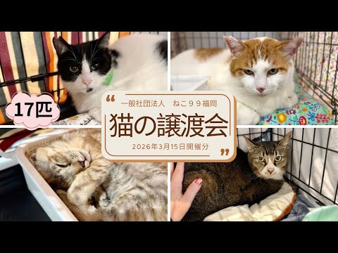 Cat Adoption Event, March 15, 2026 | 17 cats waiting for their
