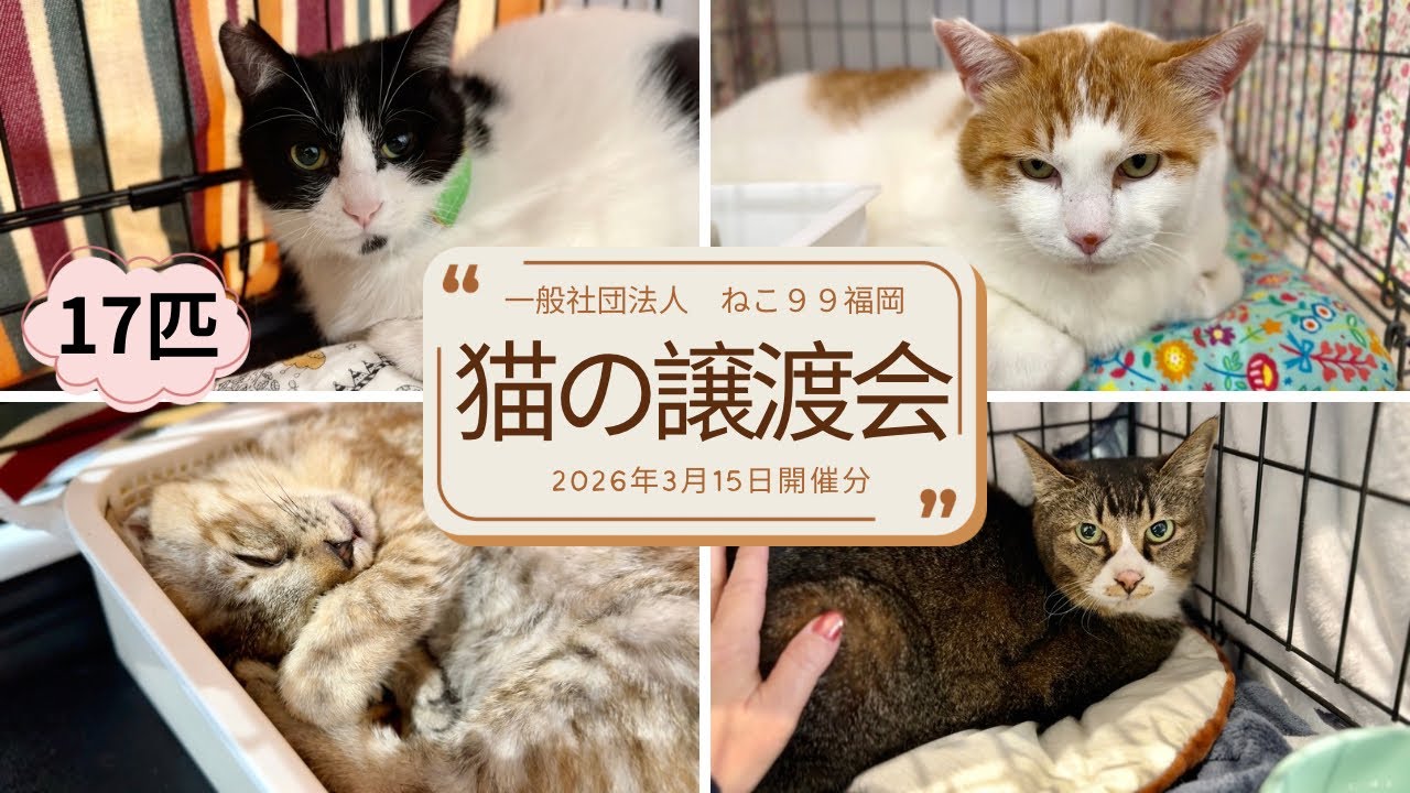 ★【受付終了】【福岡市限定　近郊限定】新生活家電セット 5点セット 【即日配送可】♬ Cat Adoption Event, March 15, 2026 | 17 cats waiting for their