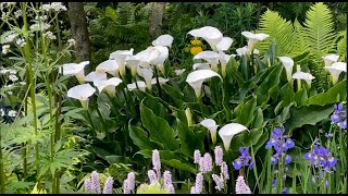 Выставка Цветов В Челси Лондон (Часть 3) - Chelsea Flower Show 2023 London ( part 3 )