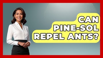 Can Pine-Sol Repel Ants? - Insects and Invaders