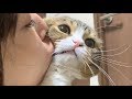 ママに猫吸いされてドン引きしちゃった猫