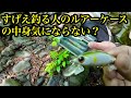 【ルアー紹介】他人のルアーケースの中身って気にならん?【長野遠征編】