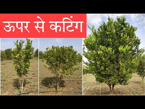 वीडियो: संतरे के पेड़ को काटना - संतरे के पेड़ों को कैसे और कब काटना है