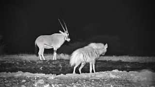 Oryx And Striped Hyena Together