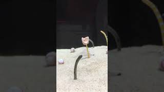 Sand Worms/ Sea Worms at Osaka Aquarium | Spotted Garden eels #shorts